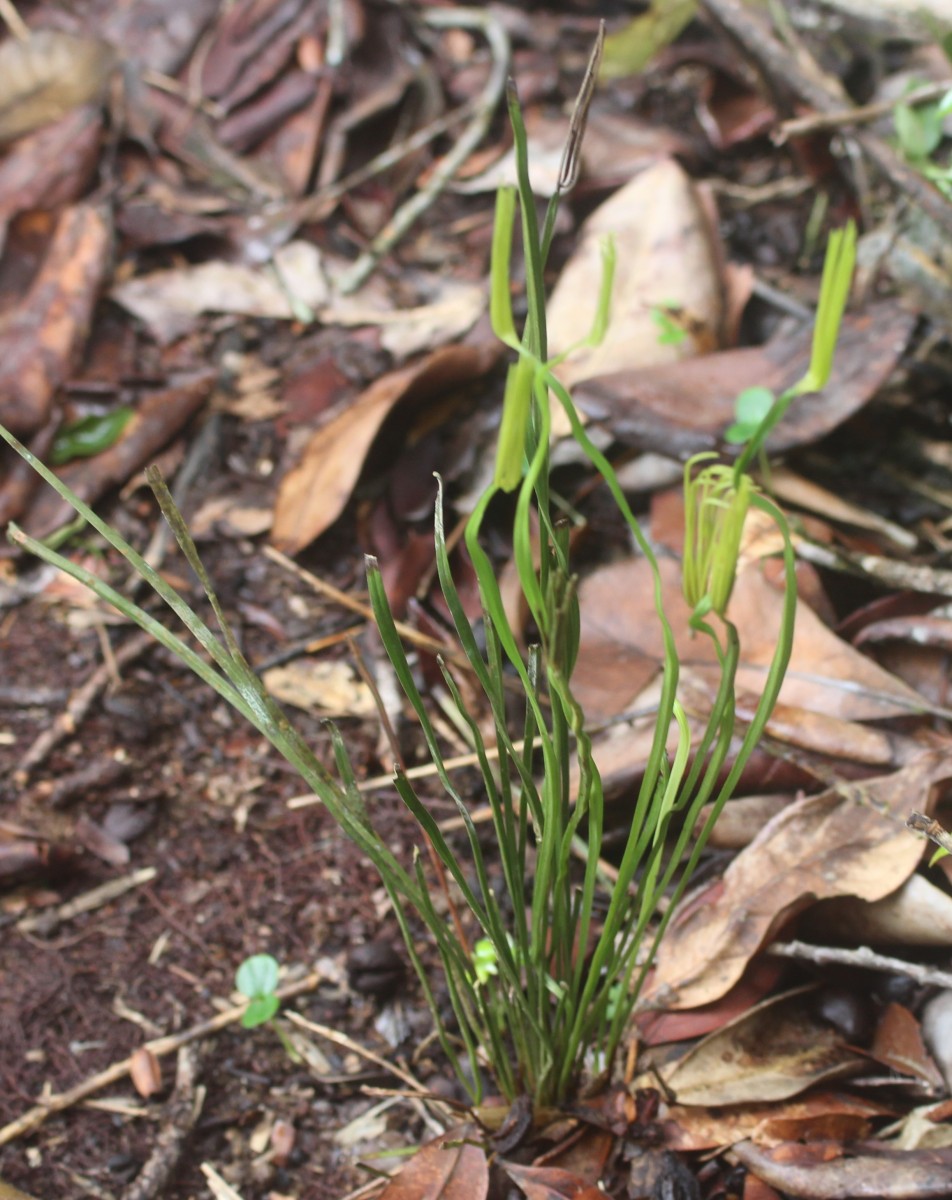 Actinostachys digitata  (L.) Wall.